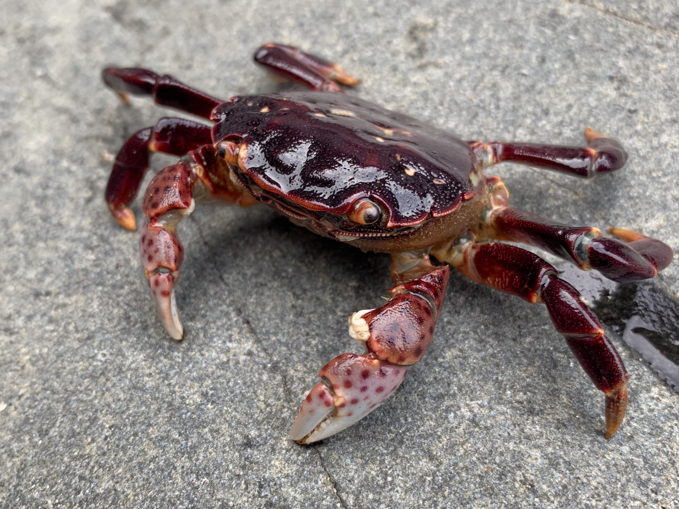 Shrimps, Crabs & Kindred – theoutershores