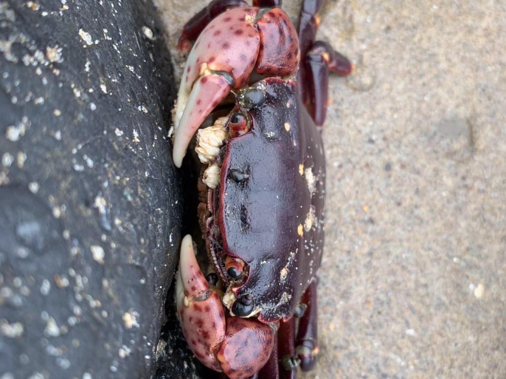 Head-on closeup of a purple shore crab Hemigrapsus nudus on sand at the base of a smooth rock.