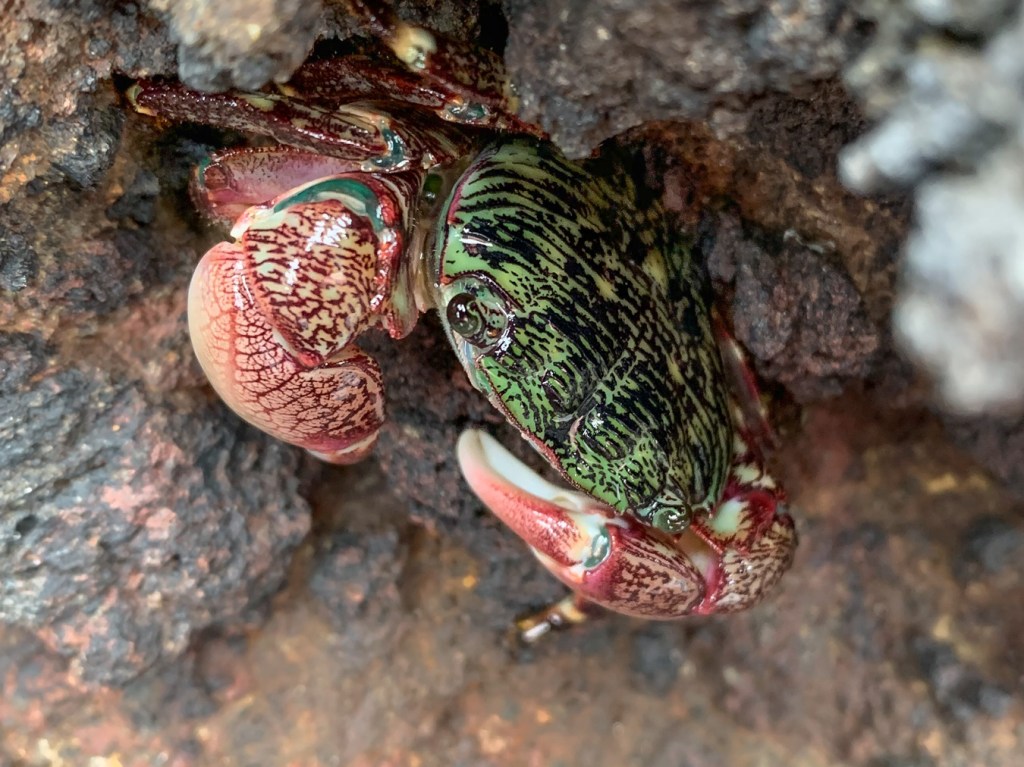 Closeup of  a striped shore crab Pachygrapsus crassipes on bare rock.