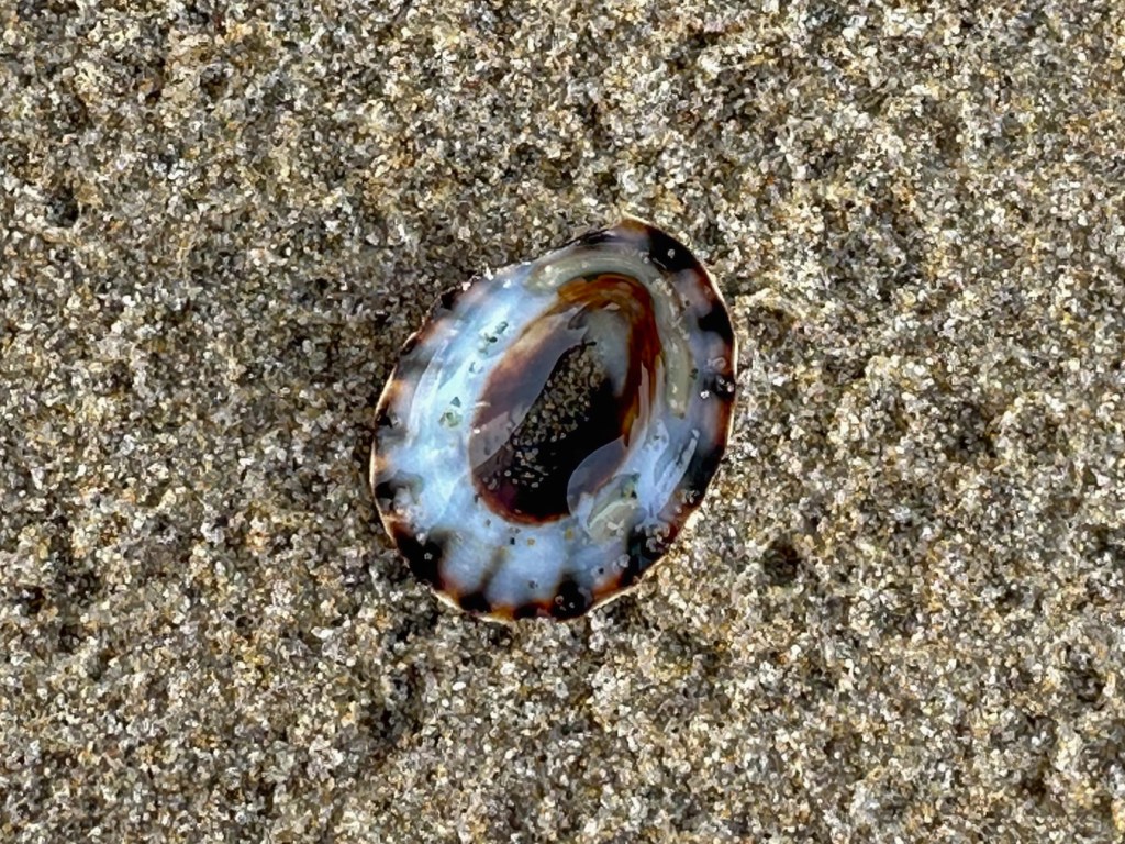 A limpet shell Lottia rests upside down on raindrop-dimpled sand.