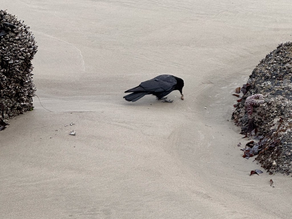  American crow handling prey on the sand between two invertebrate-encrusted rocks. Debris from a partially-eaten crab is also present on the sand behind the crow.