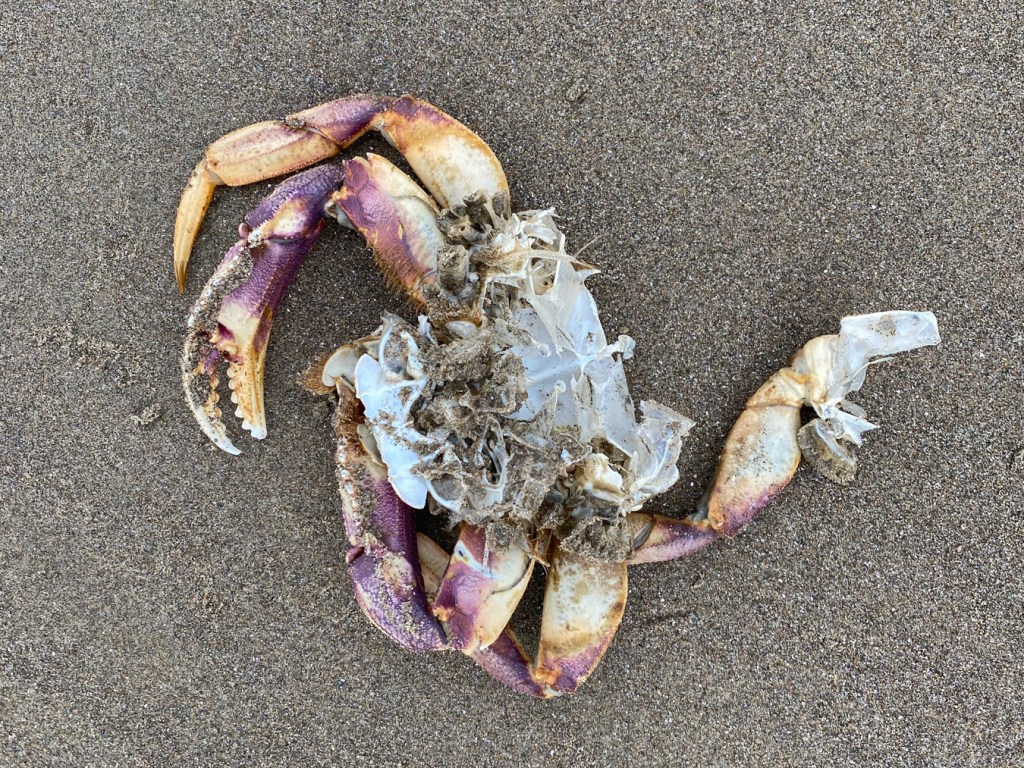 Closeup of a molted Dungeness crab Metacarcinus magister main body and legs, drifted and resting on wet sand.