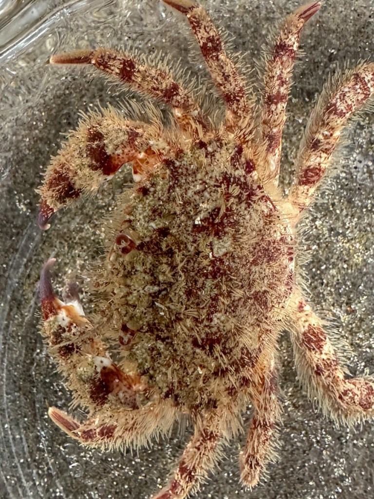 Closeup showing the carapace and legs of a hand-held juvenile spot-bellied or Pacific rock crab Romaleon antennarium. In a small glass bowl. Sandy background.