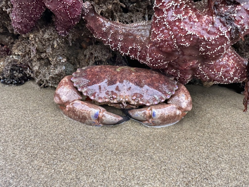 A nearly head-on view of a spot-bellied or Pacific rock crab Romaleon antennarium tucked in under a large Pisaster, on sand at the base of a boulder.