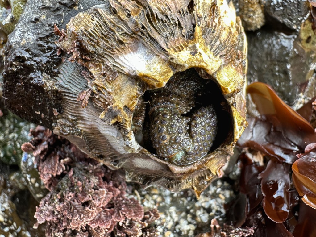 A large pinching claw blocks the entrance to a giant barnacle inhabited by one or more granular claw crabs Oedignathus inermis. 