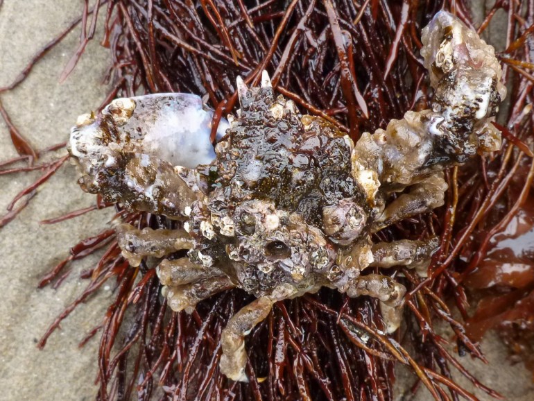A graceful kelp crab Pugettia gracilis heavily encrusted with barnacles and tunicates(?) posed on a patch of seaweed.