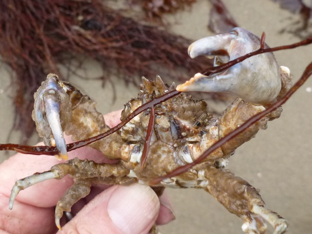 The robust pinching claws of a graceful kelp crab Pugettia gracilis are prominent in a hand-held male. Seaweed and sand in the background.