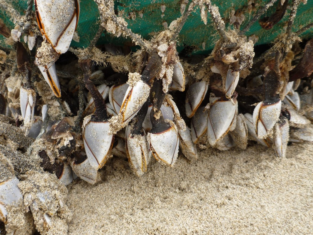 Closeup of several pelagic barnacles Lepas attached to the webbing on a beached do-it-yourself buoy resting on the sand.