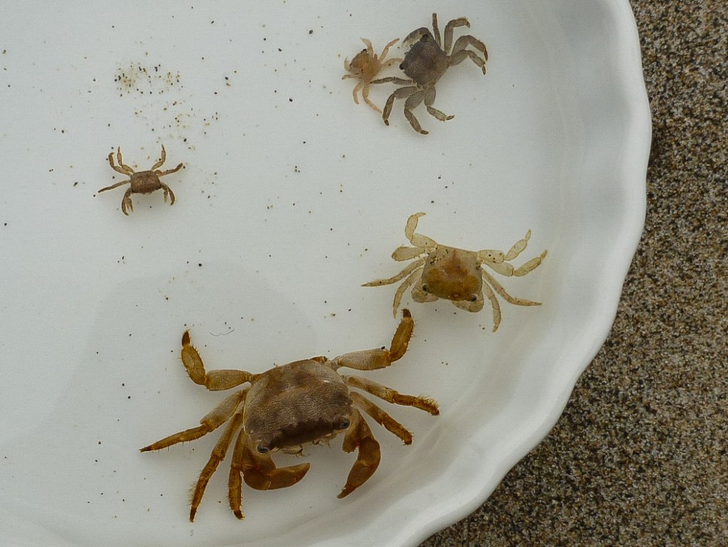 Planes minutus of various sizes.