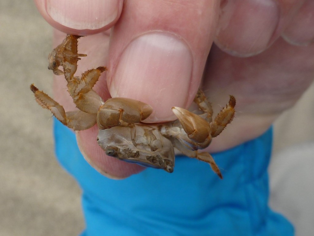 Closeup of a hand-held Planes minutus.