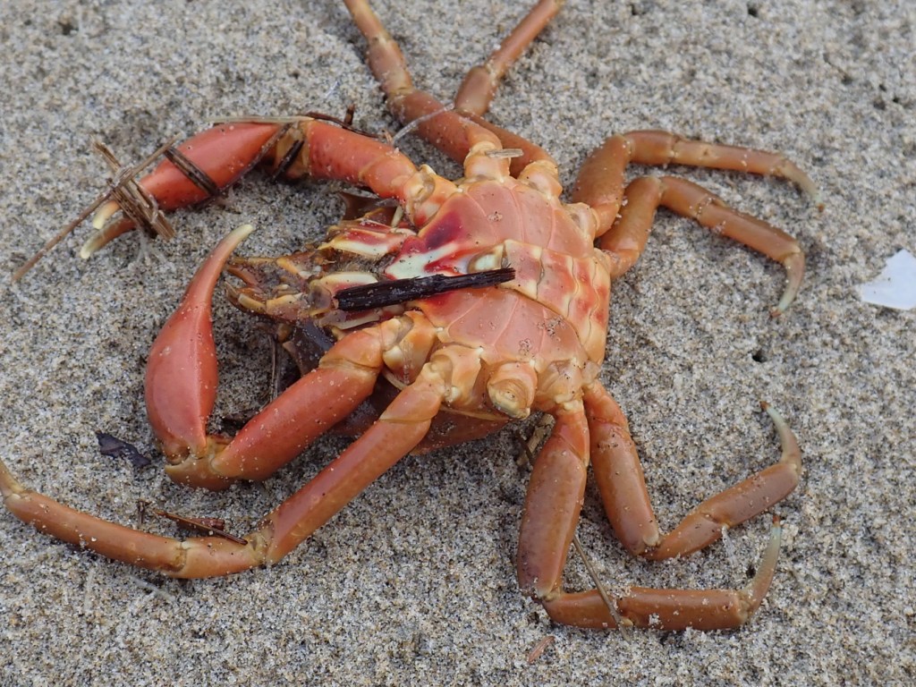 The underside of a male northern kelp crab Pugettia producta on rain dimpled sand.