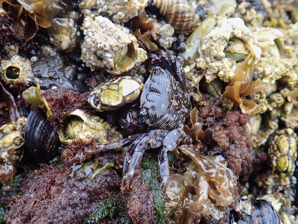 Looking down at a striped shore crab Pachygrapsus crassipes nestled among tremendous mid intertidal seaweed and invertebrate diversity.