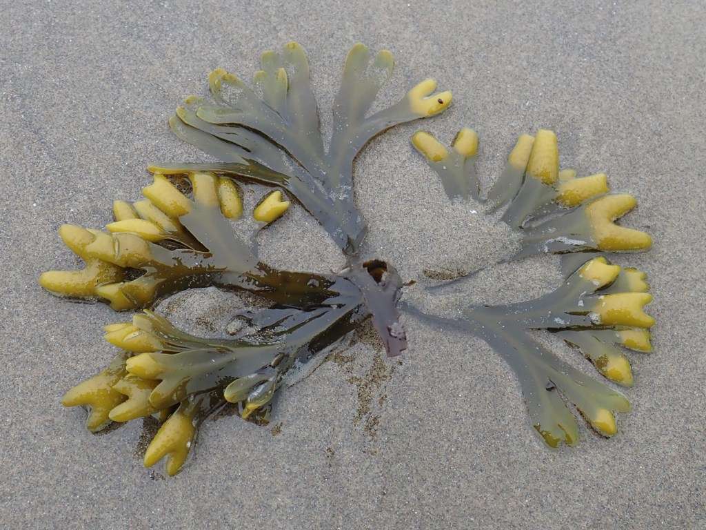 Closeup of a spray of Fucus with reproductive structures naturally laid out, almost as if on purpose for display, on wet sand.