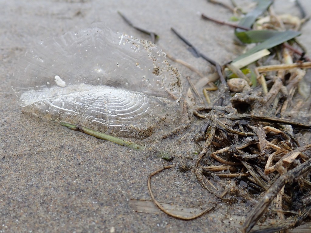 Closeup of a fairly large bleached by-the-wind sailor Velella velella washed ashore and resting right side up next to a mass of drifted eelgrass Zostera.
