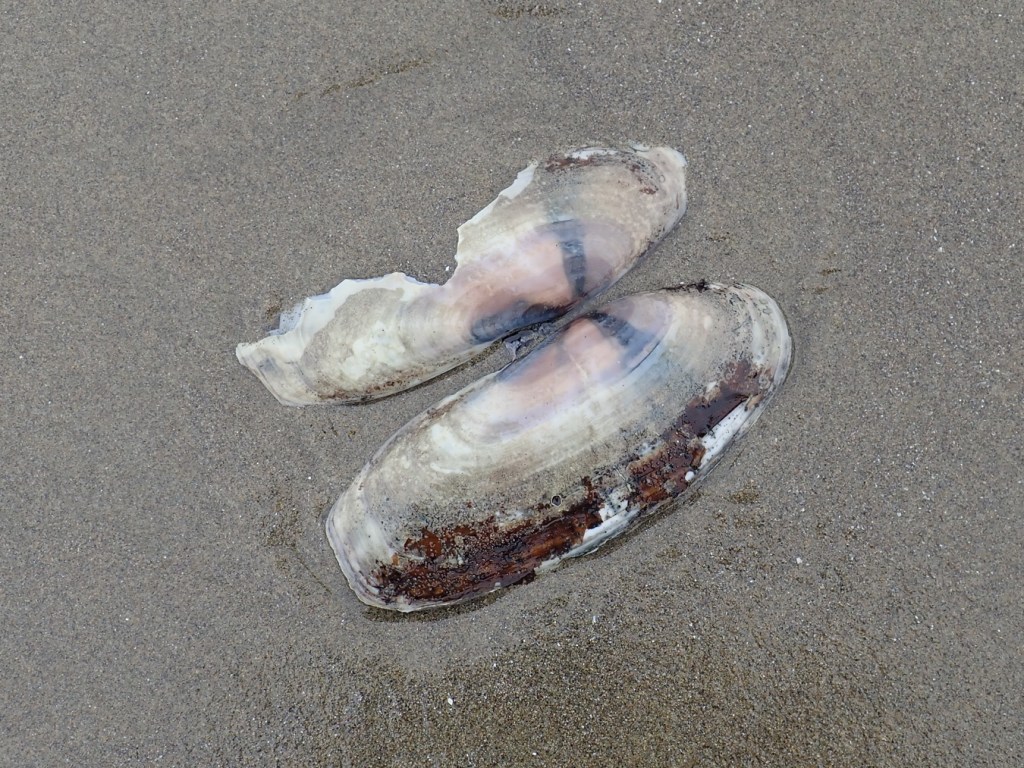 Closeup of both valves of an empty and drifted  razor clam Siliqua patula shell resting on the sand with the exterior surfaces exposed.