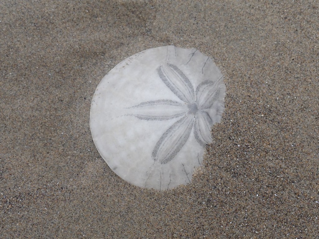 Closeup of a bleached and drifted sand dollar Dendraster excentricus shell, a rather unblemished example, resting right side up on the sand with one margin partially buried in the sand. 