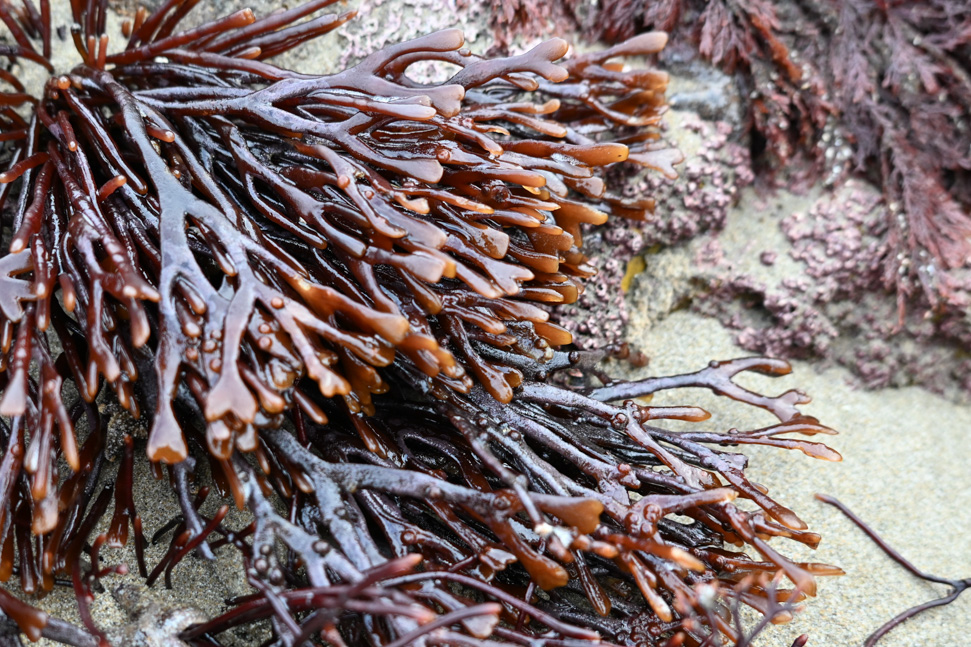 Ahnfeltiopis linearis arising from a sand-scoured rock. Other reds in the background. 