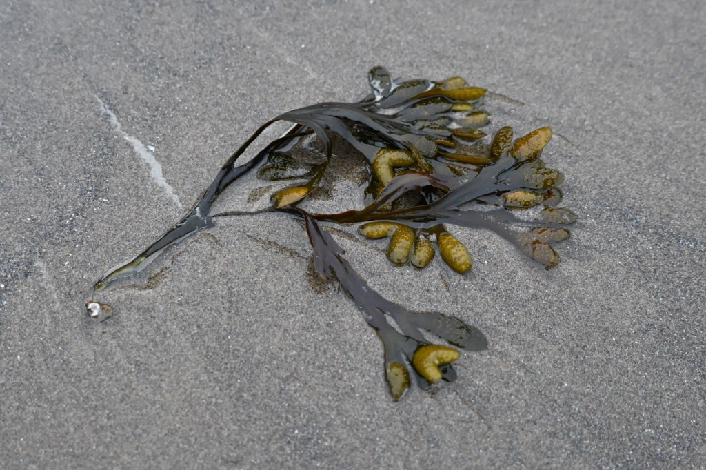 Drifted Fucus branch resting on the wet sand.