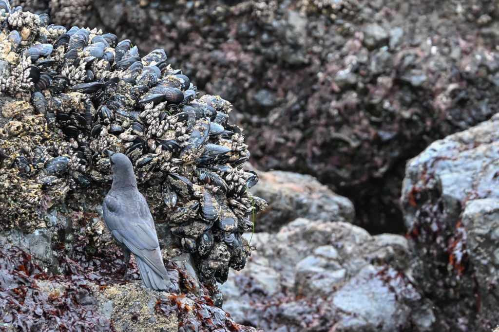 American crow peering into the mix of mussels and barnacles.