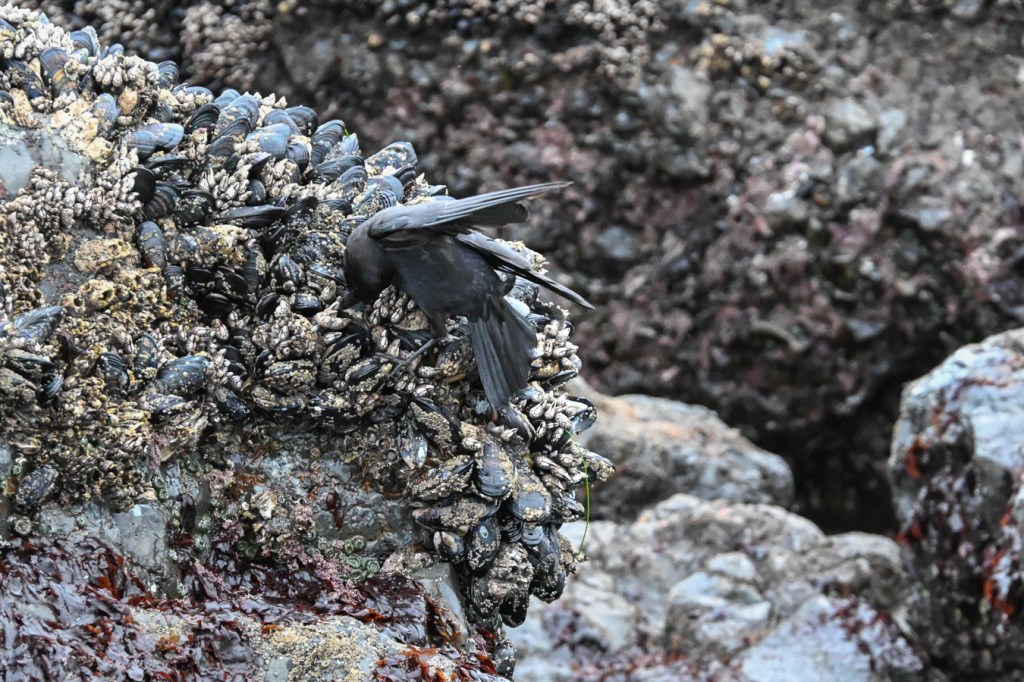 American crow on the mussel bed craning its neck for the best hunting angle.