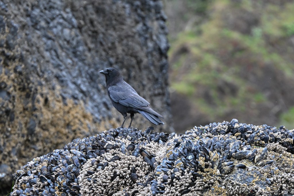 American crow perched atop the mussel bed, keeping an eye on the photographer.