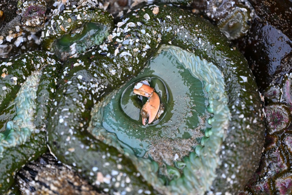 Closeup of a giant green anemone Anthopleura xanthogrammica with a porcelain crab pinching claw.