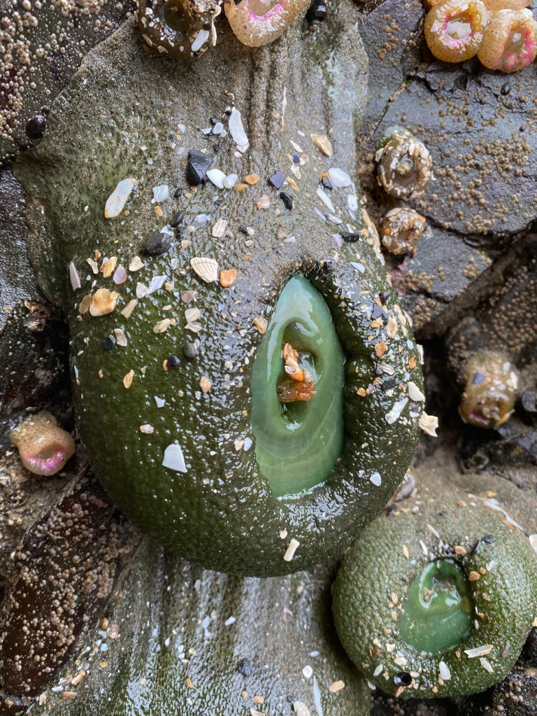 An intimate view of a giant green anemone Anthopleura xanthogrammica hanging down a vertical rock wall. Portions of two other giant greens and some Anthopleura elegantissima also appear in the scene.