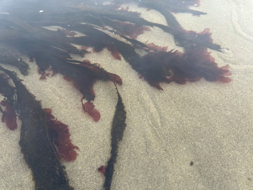 Pyropia gardneri blades growing on worn Laminaria sinclairii blade tips in a shallow, sand-filled pool.