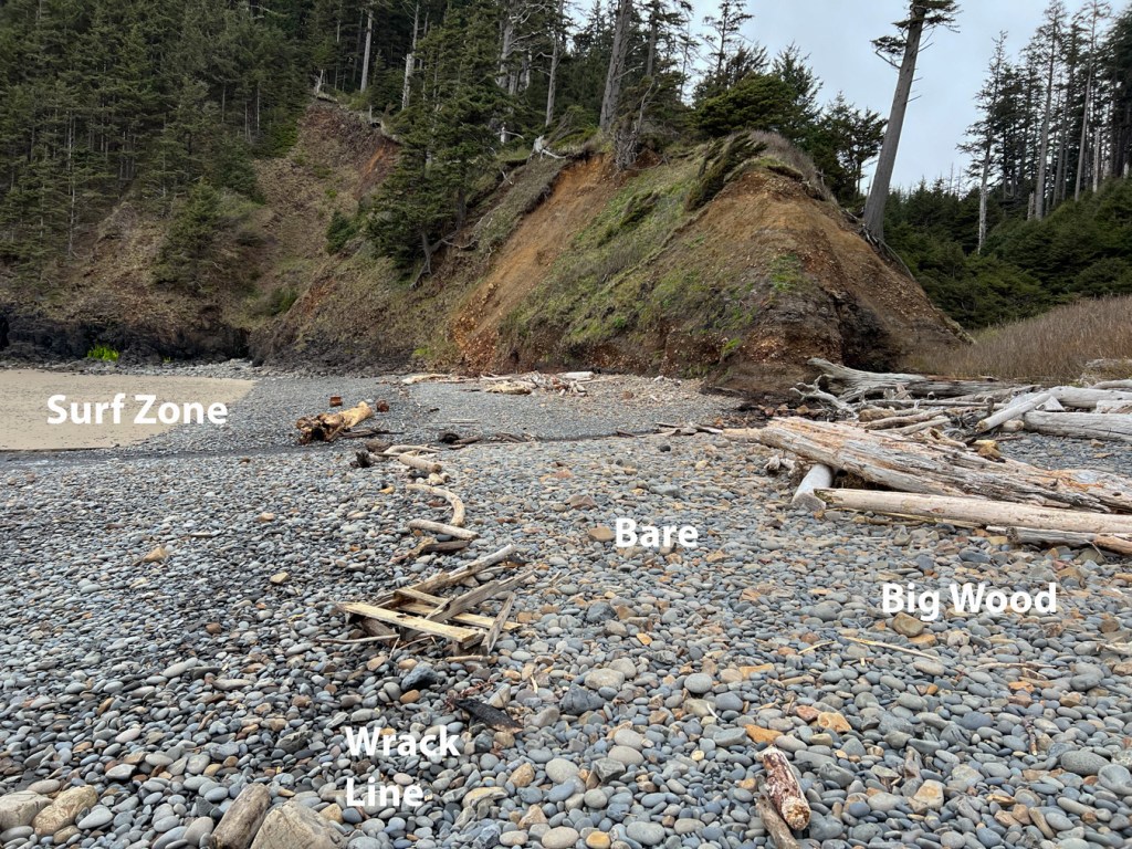 A labeled beachscape indicting a zone of big wood (highest, way up in the cobbles), a bare zone (dry cobbles), the wrack line (in a narrow band of wet cobbles), and the surf zone (the lowest zone, here wet, bare sand and cobbles).