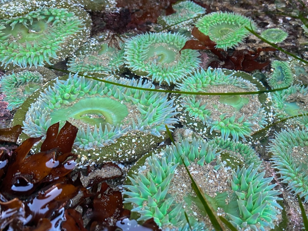 Medium close up, about six decent-sized giant green anemones Anthopleura xanthogrammica fill the frame.