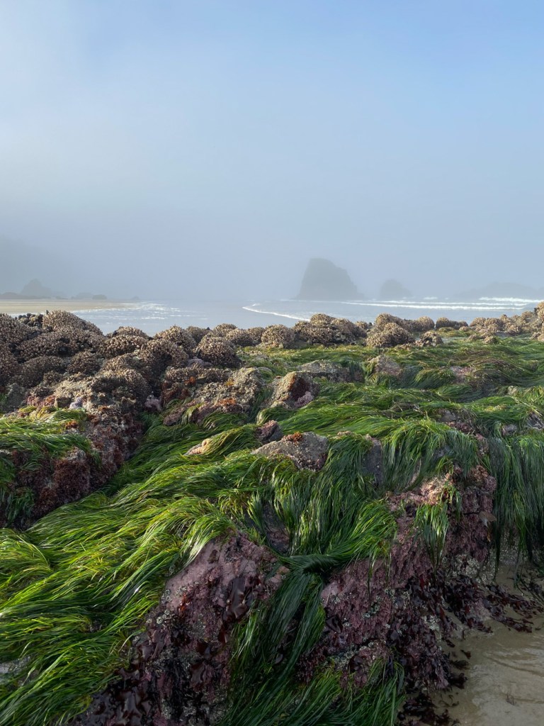 Surfgrass Phyllospadix on a low rock in morning sunlight. Sea stack in the background through mist.