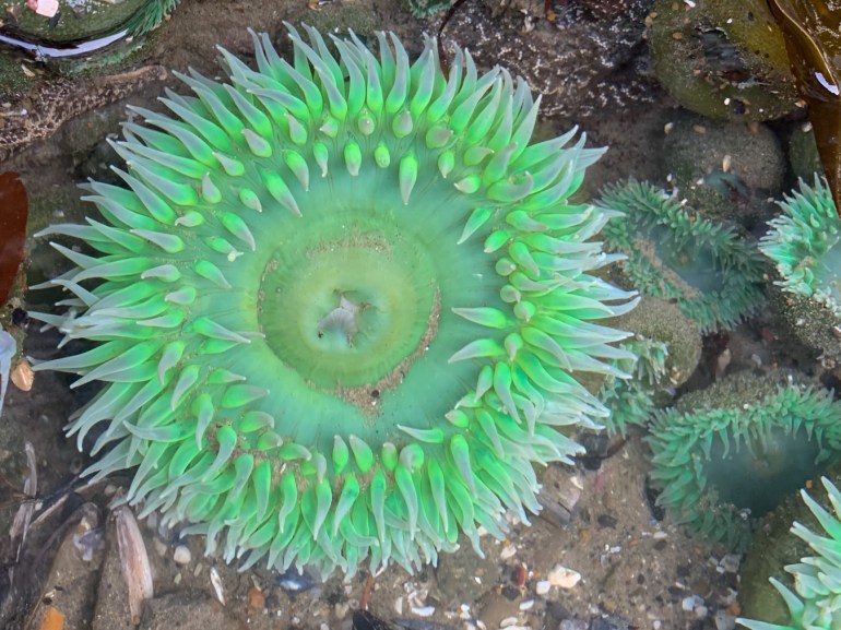 A giant green anemone Anthopleura xanthogrammica, in a shallow pool.