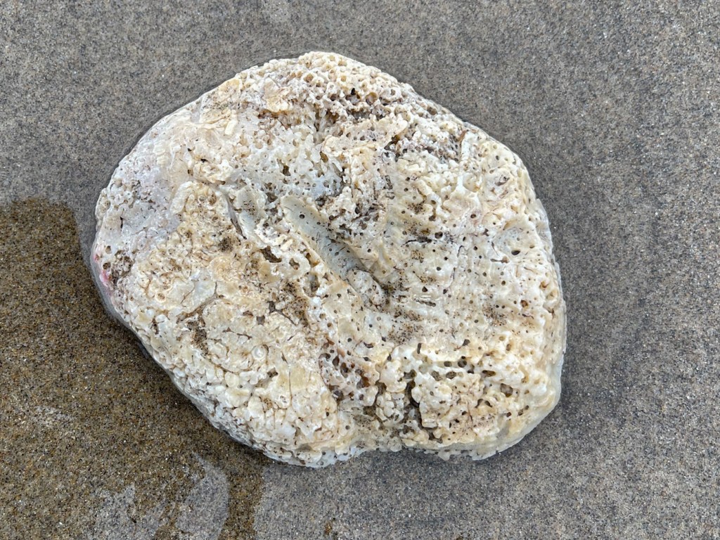 An empty and drifted rock scallop Crassadoma gigantea shell, just one valve, resting on the sand. Exterior surface exposed.