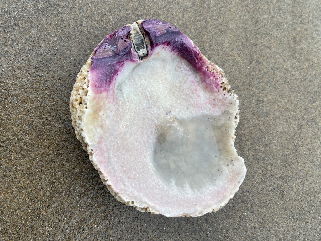 An empty and drifted rock scallop Crassadoma gigantea shell, just one valve, resting on the sand. Interior surface exposed.