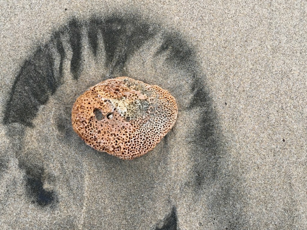 An empty and drifted rock scallop Crassadoma gigantea shell, just one valve, resting on the sand. Exterior surface exposed.