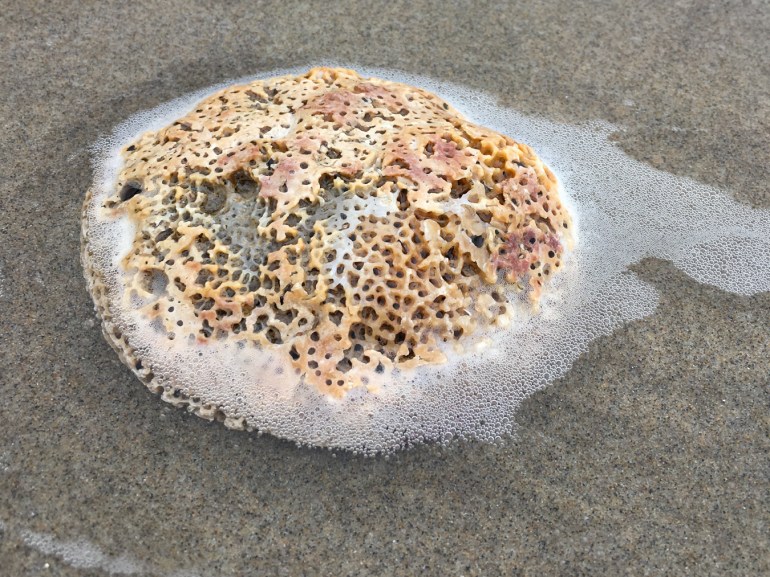 An empty and drifted rock scallop Crassadoma gigantea shell, just one valve, resting on the sand. Exterior surface exposed.