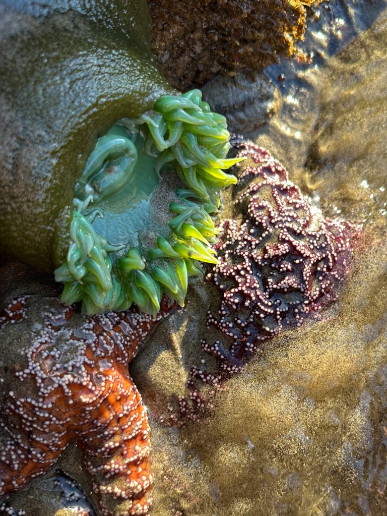 A giant green anemone Anthopleura xanthogrammica and a couple pisaster in a shallow, sandy surge channel.