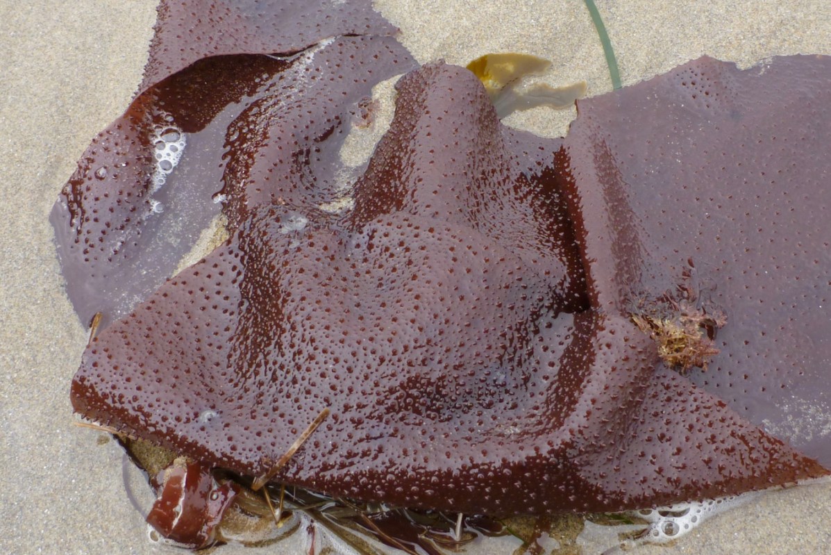 A large beach cast Chondracanthus blade rests on the sand.