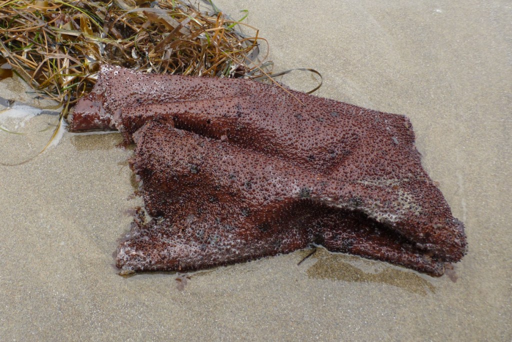 A large beach cast Chondracanthus blade rests on the sand.