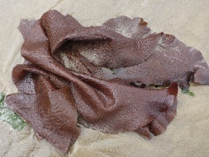 A large beach cast Chondracanthus blade rests on the sand.
