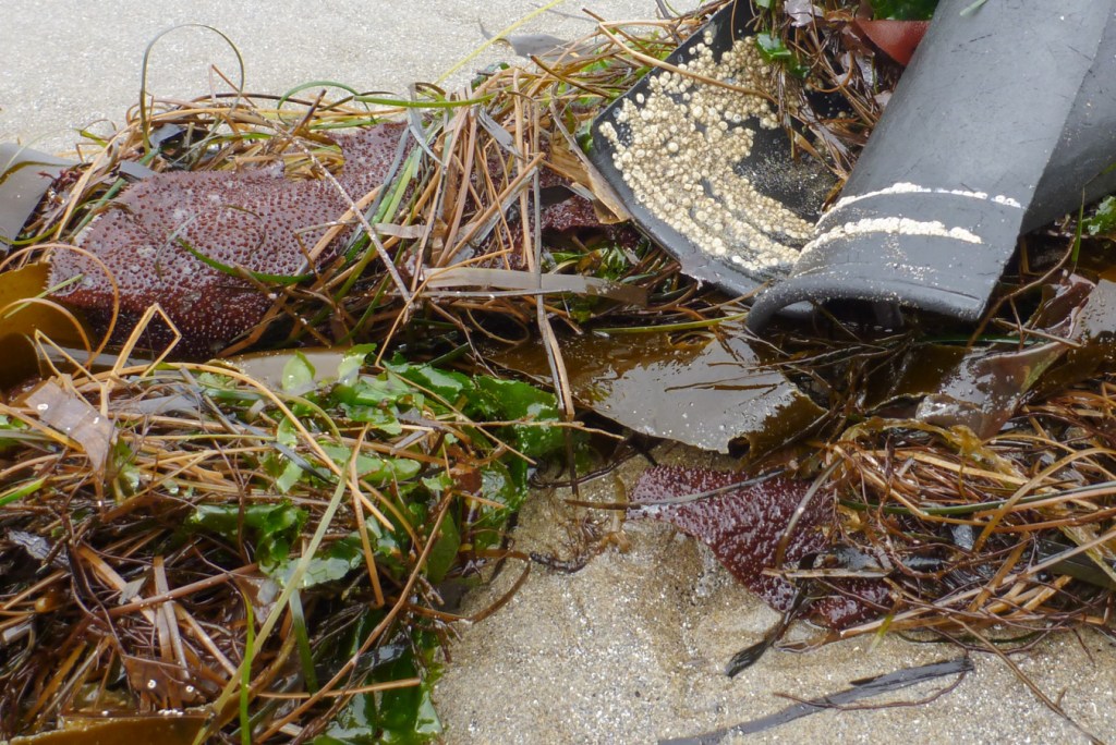 A closeup of a clump of beach cast material, mostly seaweed, including Chondracanthus blades, and human-made rubber debris hosting barnacles.