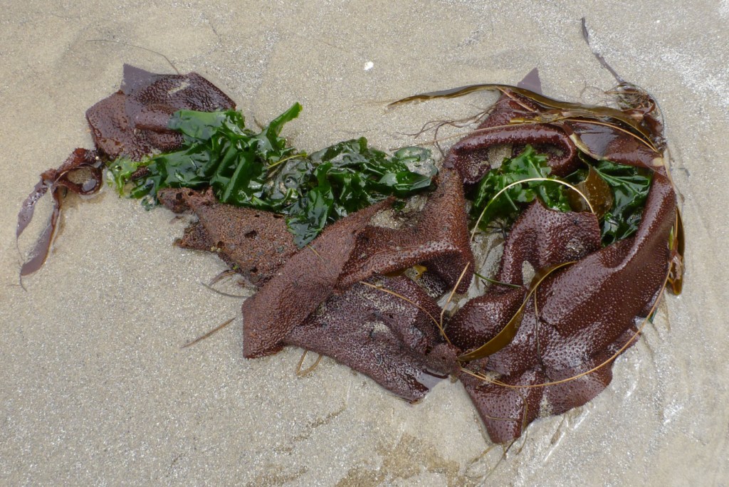 A large beach cast Chondracanthus blade rests on the sand along with a bladed green seaweed that looks like Ulva.