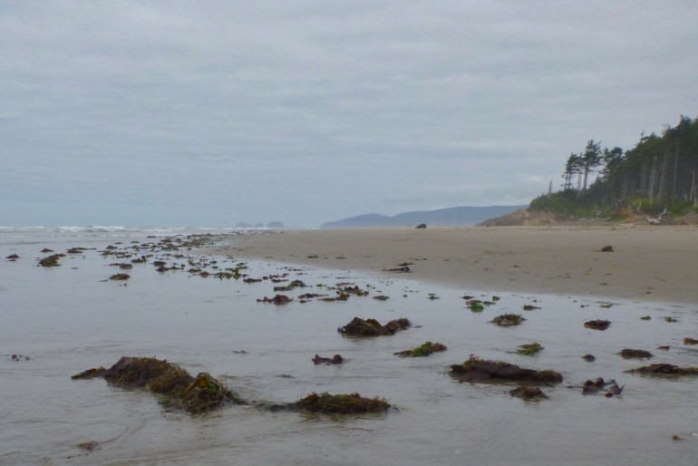 Clumps of beach cast material, a lot of seaweed, washed up on a sandy beach. Headland in the distance. Cloudy sky.
