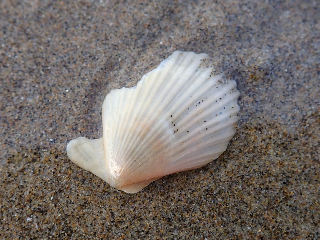An empty drifted Chlamys valve resting on the sand. Exterior surface exposed.