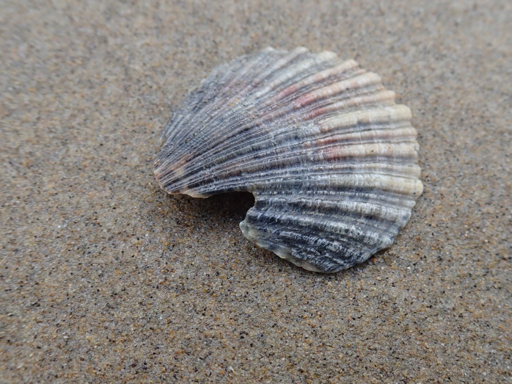 An empty drifted Chlamys valve resting on the sand. The shell has been cleaned off and turned over to expose the exterior surface.