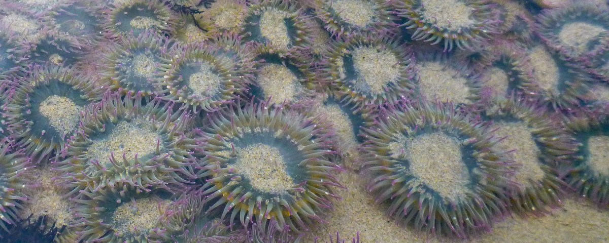 Anthopleura elegantissima in a shallow, sand-filled pool.