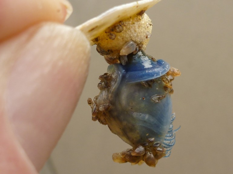 Hand-held blue buoy barnacle Dosima fascicularis attached by its foam float to a plastic fragment.