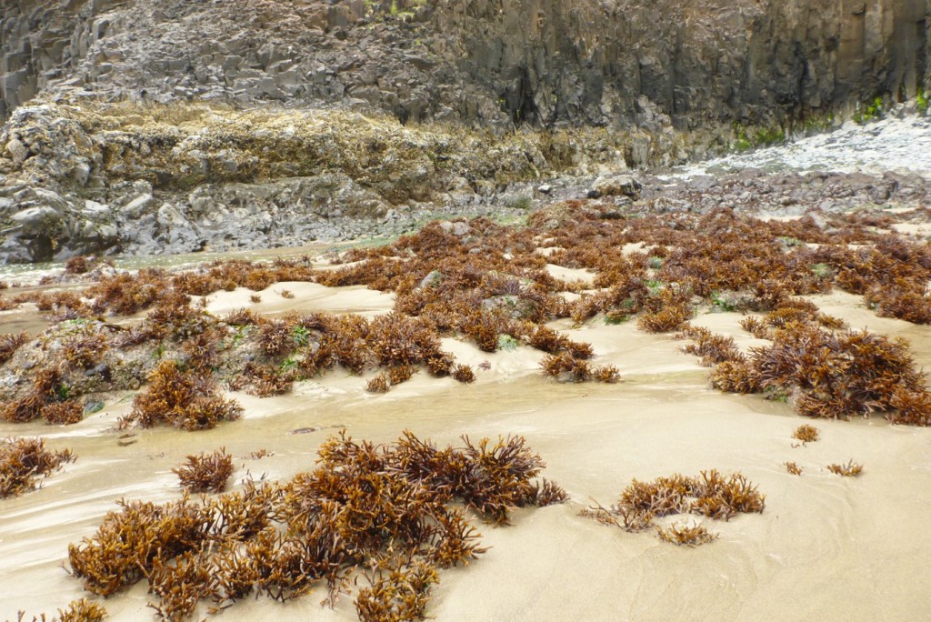 An expanse of Ahnfeltiopsis linearis arising from rocks just slightly buried by sand. Rocky headland and cobbles in the background.