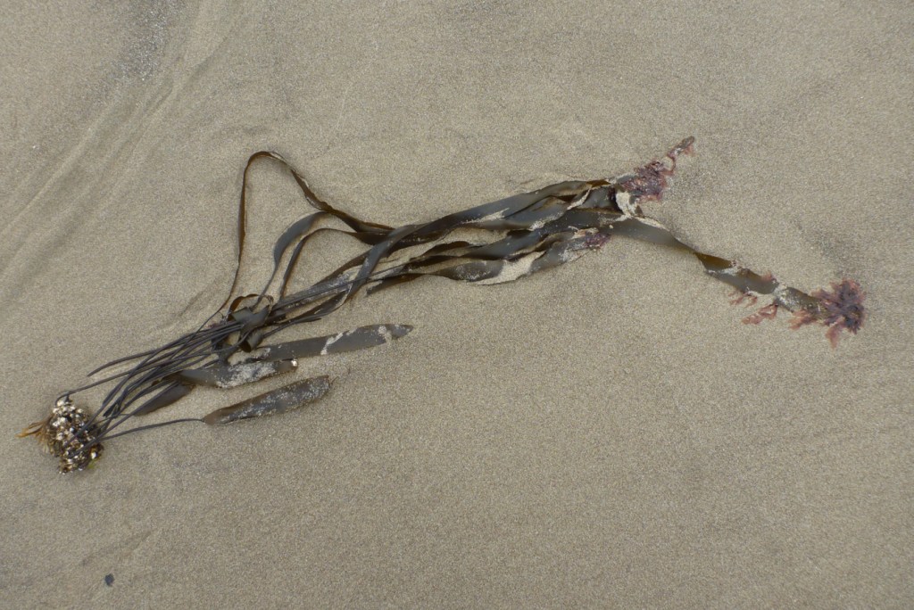 Kelp laver Pyropia gardneri on a few blade tips of a drifted clump of Laminaria sinclairii.