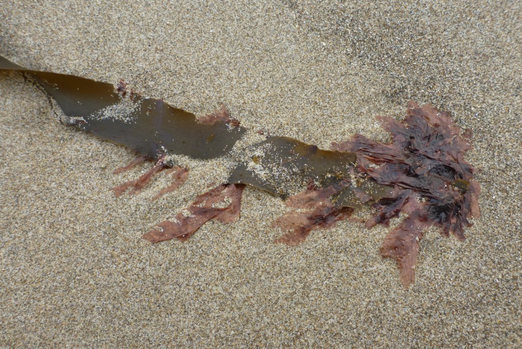 Closeup of kelp laver Pyropia gardneri on worn blade tip on a drifted clump of Laminaria sinclairii.
